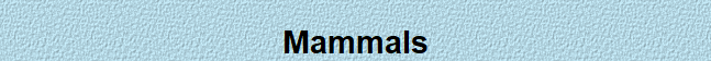 Mammals