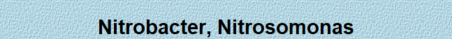 Nitrobacter, Nitrosomonas