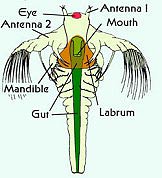 nauplii_schem nauplii_schem
